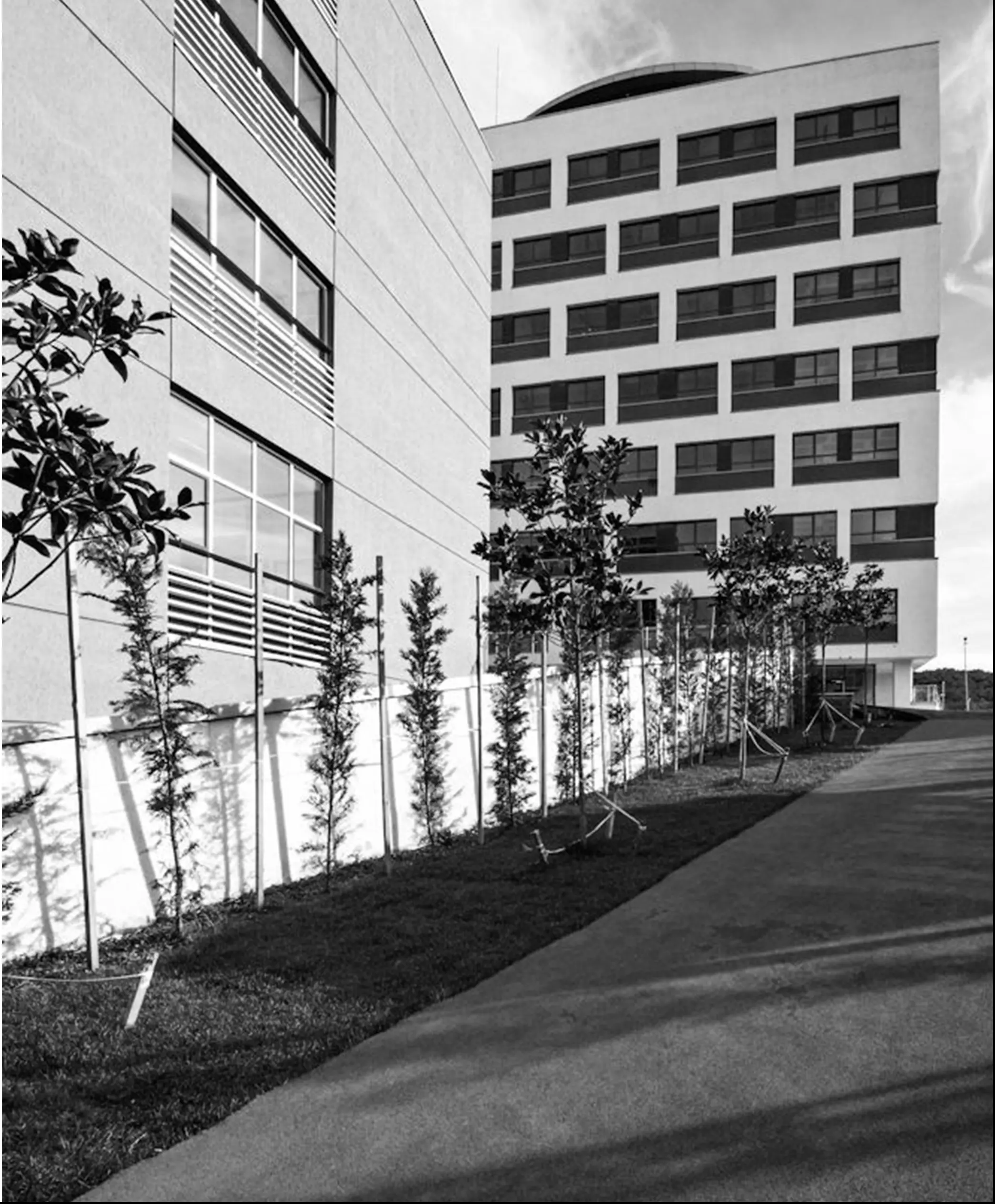 Campus side: the facade along a footpath lined with newly planted trees; black and white.